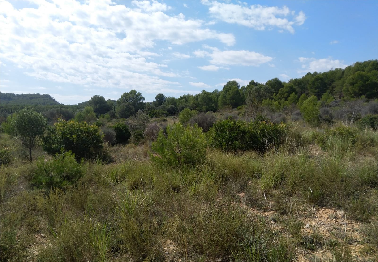 Terreno Rústico en venta en Oropesa Del Mar, Castellón