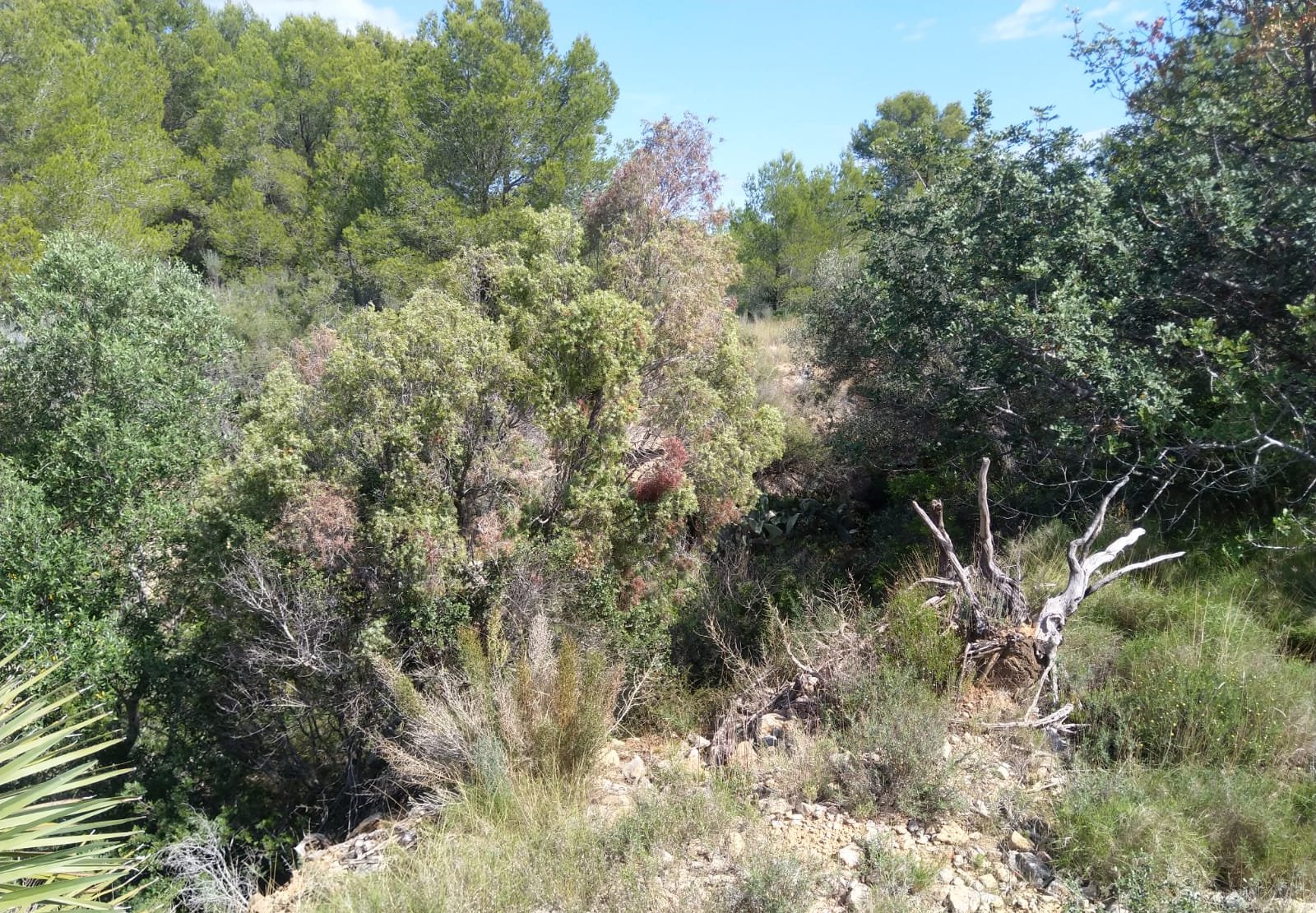 Terreno Rústico en venta en Oropesa Del Mar, Castellón