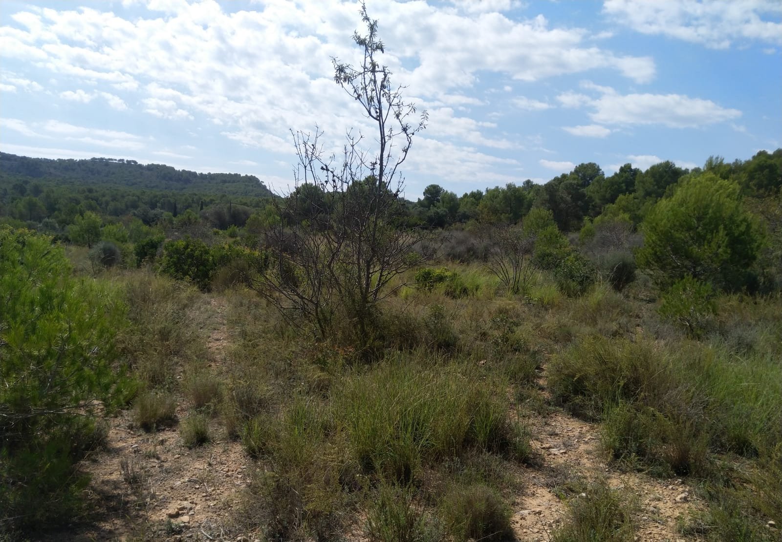 Terreno Rústico en venta en Oropesa Del Mar, Castellón