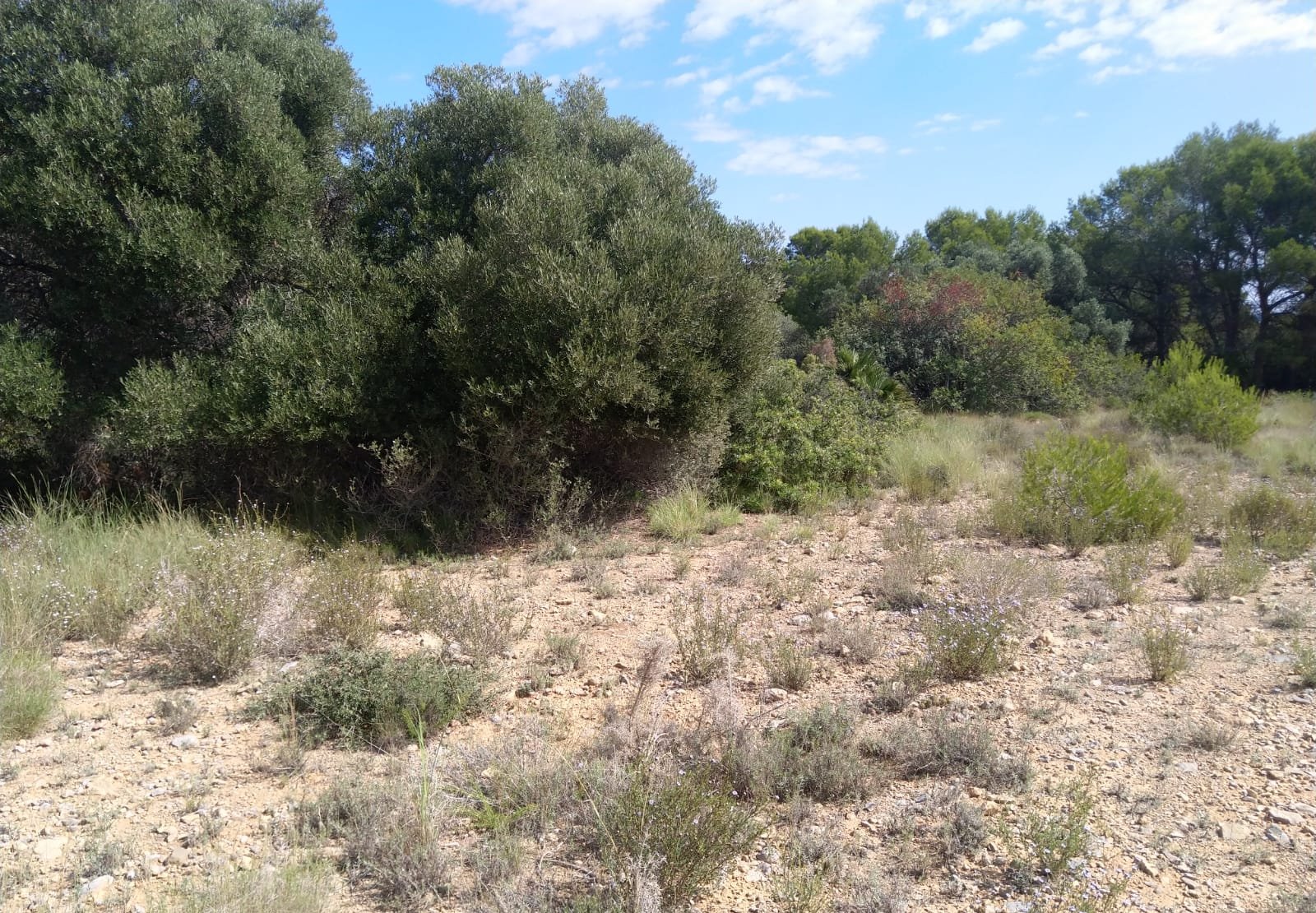 Terreno Rústico en venta en Oropesa Del Mar, Castellón