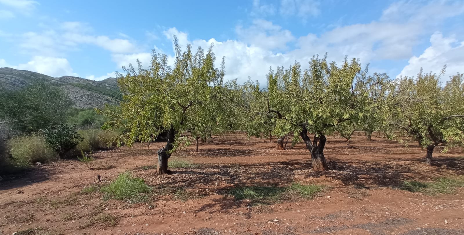 Terreno Rústico en venta en Oropesa Del Mar, Castellón