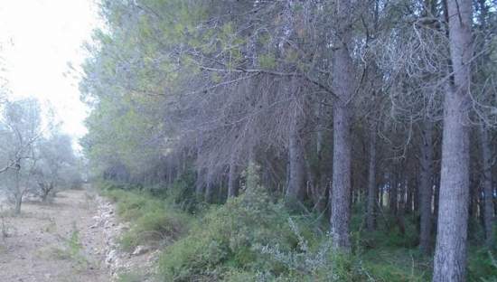Compra tu finca rstica en clugar partida lomas Sant Mateu por 4000 con 3323m