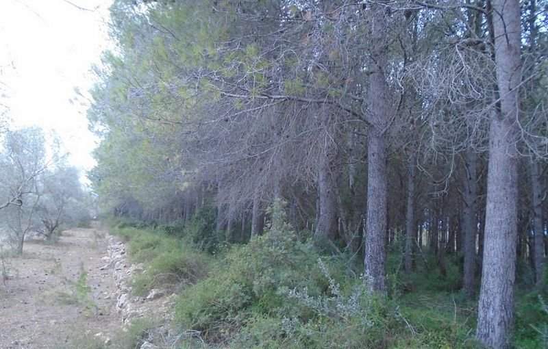 Compra tu finca rstica en clugar partida lomas Sant Mateu por 4000 con 3323m