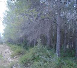 Compra tu finca rstica en clugar partida lomas Sant Mateu por 4000 con 3323m