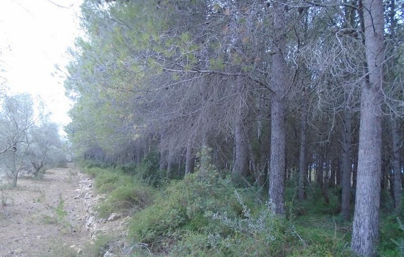 Compra tu finca rstica en clugar partida lomas Sant Mateu por 4000 con 3323m