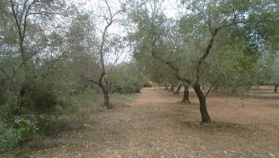 Compra tu finca rstica en clugar partida lomas Sant Mateu por 4000 con 3323m