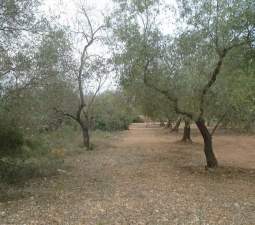 Compra tu finca rstica en clugar partida lomas Sant Mateu por 4000 con 3323m