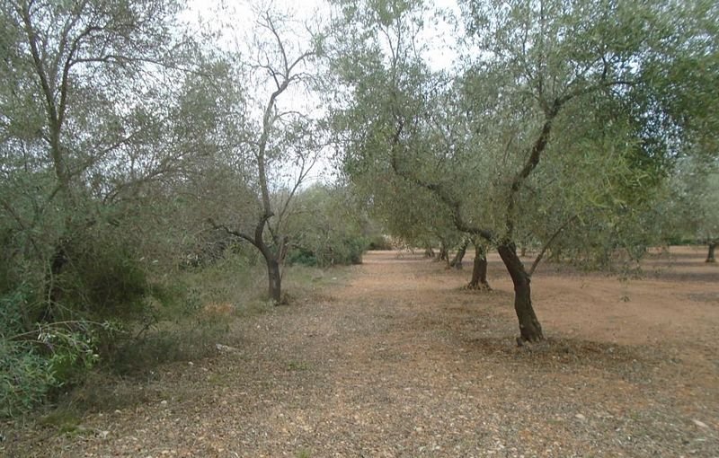 Compra tu finca rstica en clugar partida lomas Sant Mateu por 4000 con 3323m