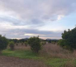 Compra finca rstica en cpartida foyes Manuel por 14000 de 3232m