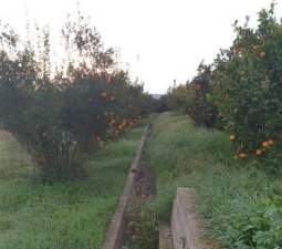 Compra finca rstica en cpartida foyes Manuel por 14000 de 3232m