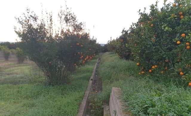 Compra finca rstica en cpartida foyes Manuel por 14000 de 3232m