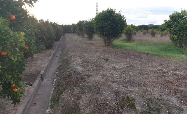 Compra finca rstica en cpartida foyes Manuel por 14000 de 3232m