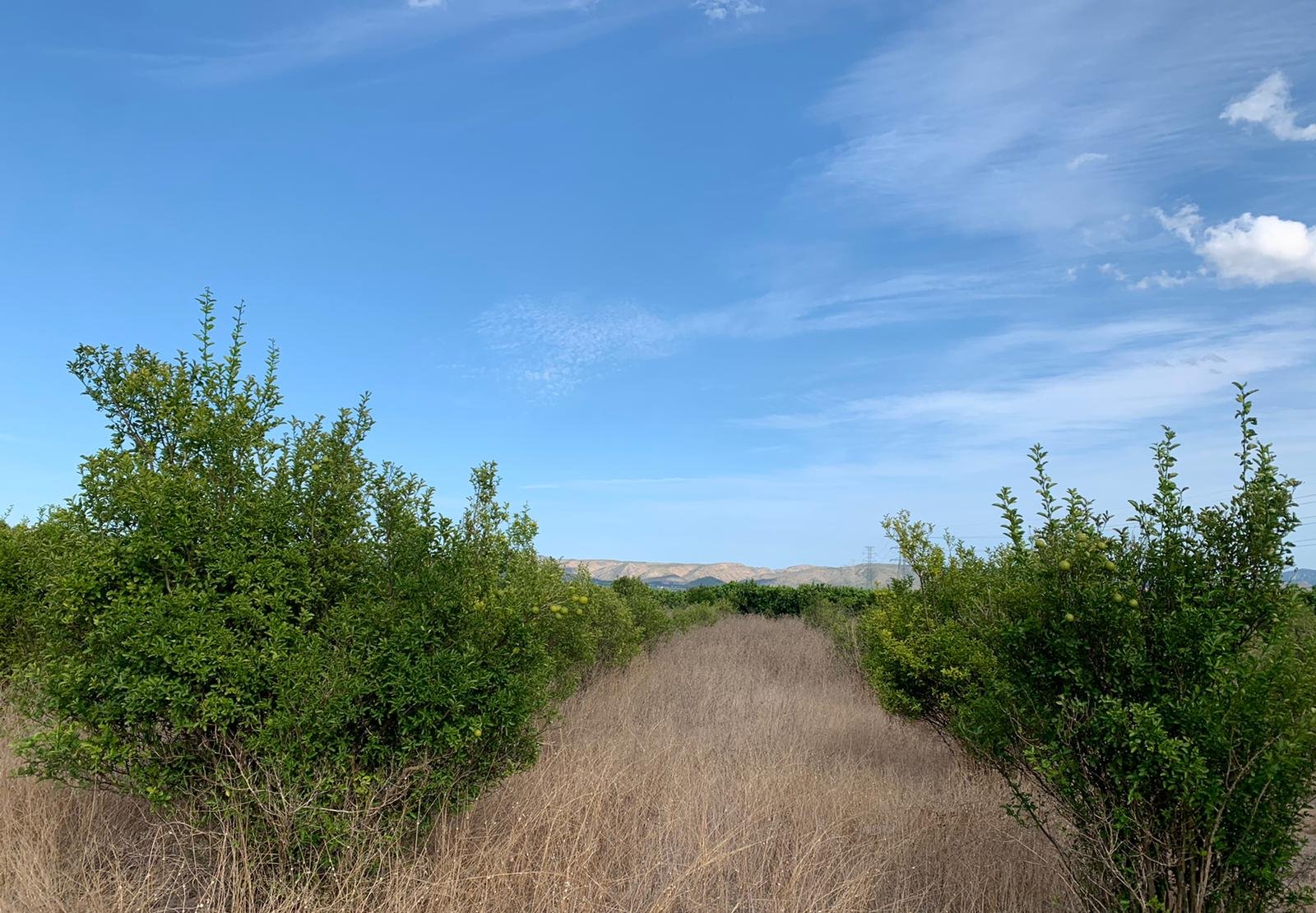 Compra finca rstica en cpartida foyes Manuel por 14000 de 3232m