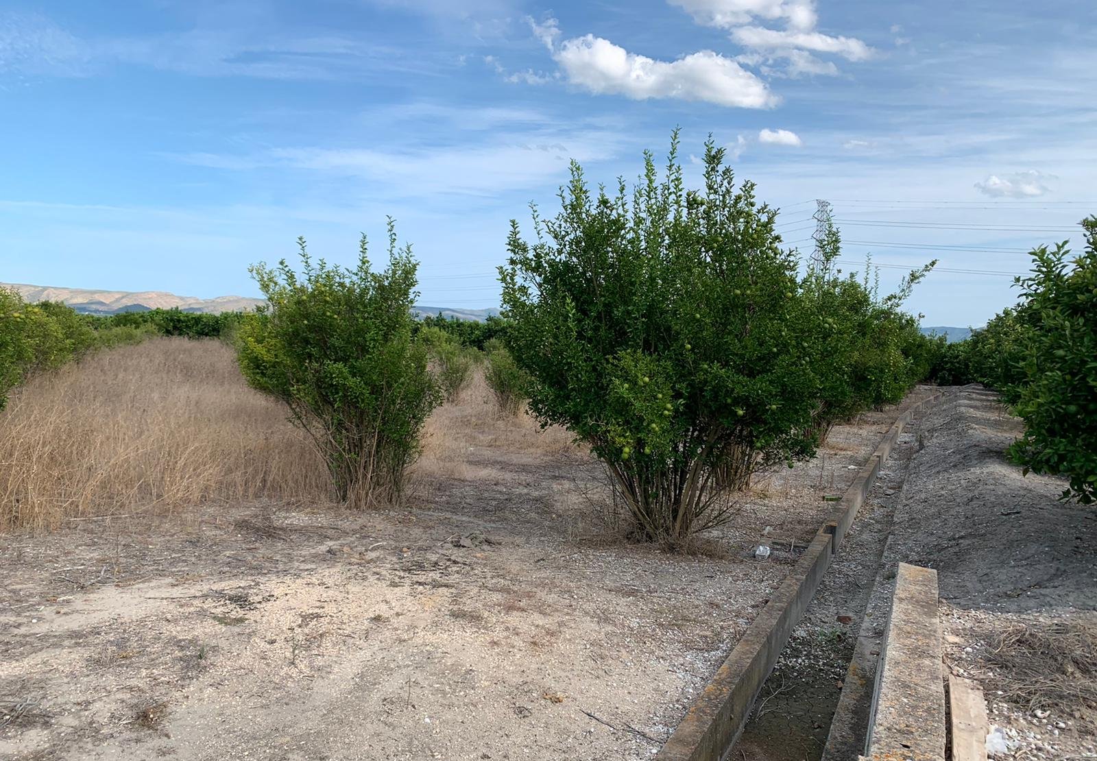 Compra finca rstica en cpartida foyes Manuel por 14000 de 3232m