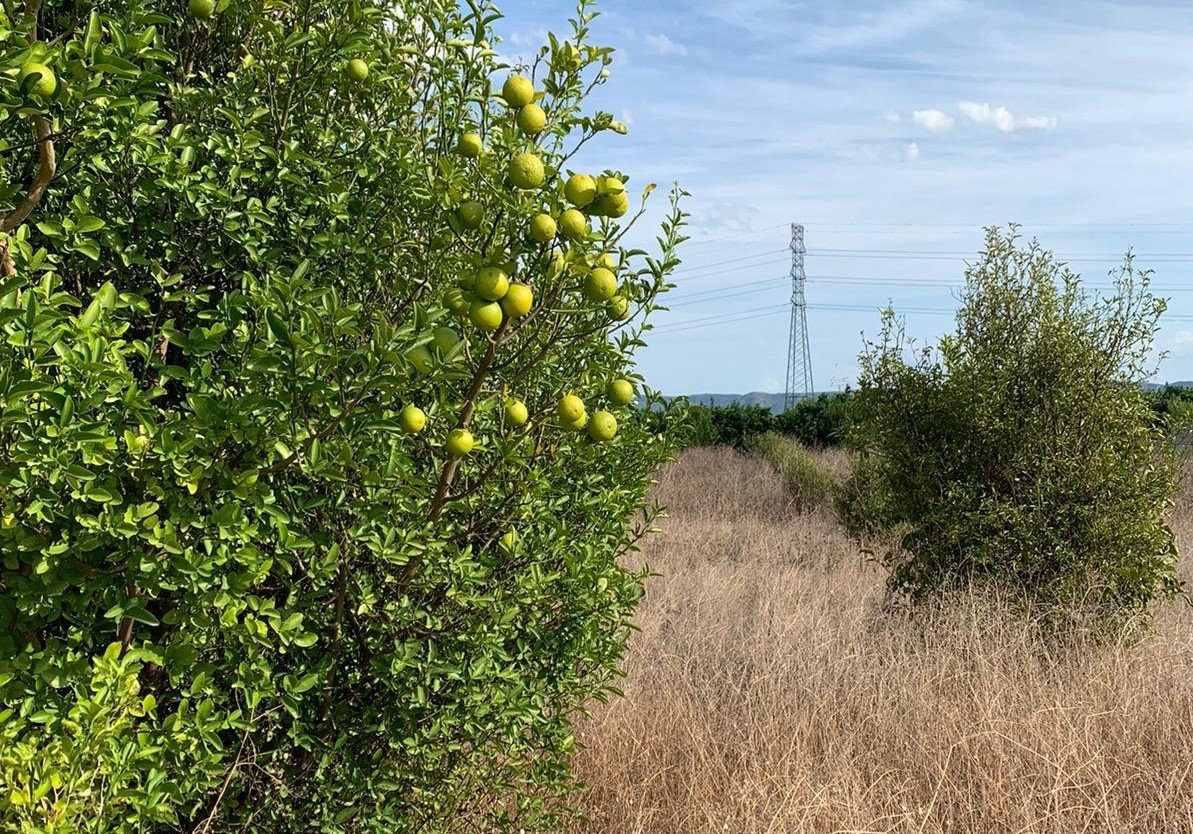 Compra finca rstica en cpartida foyes Manuel por 14000 de 3232m