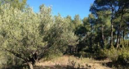 Terreno con edificación Segorbe