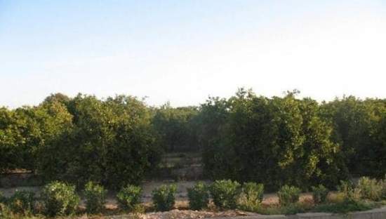 No Urbanizable Rstico en venta  en Pasaje Alqueries Cullera Valencia