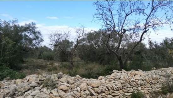 Se oferta finca rstica por 1000 de 970m en cheredad de olivos en partida mas roig polgono 9 parcela 93 San Rafael del Ro