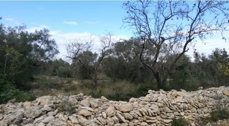 Se oferta finca rstica por 1000 de 970m en cheredad de olivos en partida mas roig polgono 9 parcela 93 San Rafael del Ro