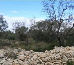 Se oferta finca rstica por 1000 de 970m en cheredad de olivos en partida mas roig polgono 9 parcela 93 San Rafael del Ro