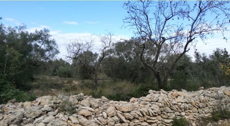 Se oferta finca rstica por 1000 de 970m en cheredad de olivos en partida mas roig polgono 9 parcela 93 San Rafael del Ro