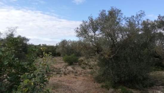 Se oferta finca rstica por 1000 de 970m en cheredad de olivos en partida mas roig polgono 9 parcela 93 San Rafael del Ro