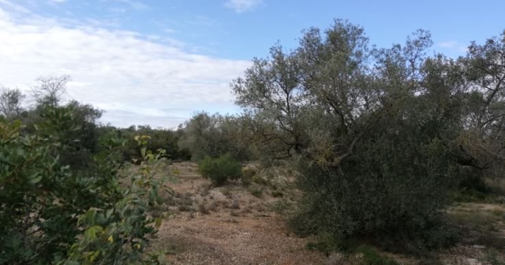 Se oferta finca rstica por 1000 de 970m en cheredad de olivos en partida mas roig polgono 9 parcela 93 San Rafael del Ro