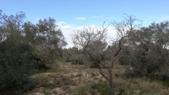 Se oferta finca rstica por 1000 de 970m en cheredad de olivos en partida mas roig polgono 9 parcela 93 San Rafael del Ro