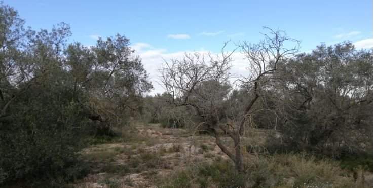 Se oferta finca rstica por 1000 de 970m en cheredad de olivos en partida mas roig polgono 9 parcela 93 San Rafael del Ro