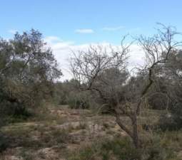 Se oferta finca rstica por 1000 de 970m en cheredad de olivos en partida mas roig polgono 9 parcela 93 San Rafael del Ro