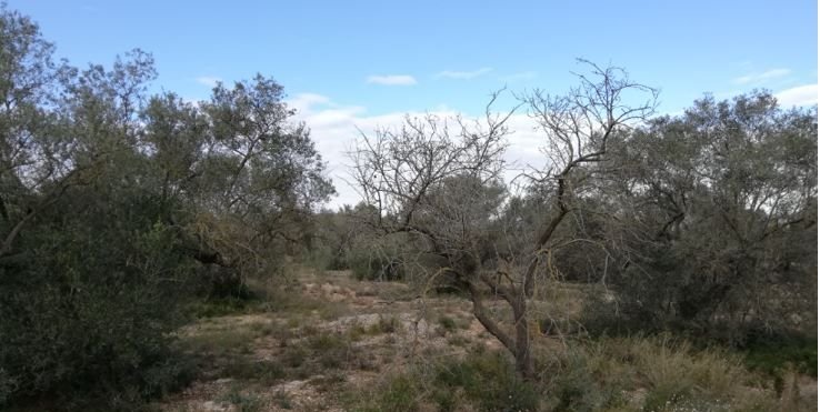 Se oferta finca rstica por 1000 de 970m en cheredad de olivos en partida mas roig polgono 9 parcela 93 San Rafael del Ro