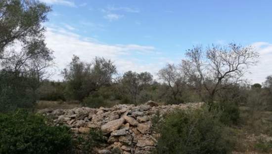 Se oferta finca rstica por 1000 de 970m en cheredad de olivos en partida mas roig polgono 9 parcela 93 San Rafael del Ro