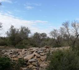 Se oferta finca rstica por 1000 de 970m en cheredad de olivos en partida mas roig polgono 9 parcela 93 San Rafael del Ro