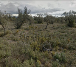 Se oferta finca rstica por 1000 de 970m en cheredad de olivos en partida mas roig polgono 9 parcela 93 San Rafael del Ro