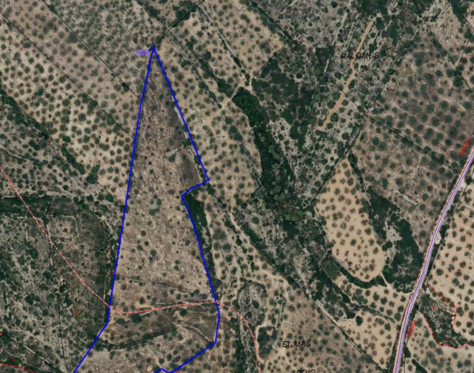Se oferta finca rstica por 1000 de 970m en cheredad de olivos en partida mas roig polgono 9 parcela 93 San Rafael del Ro