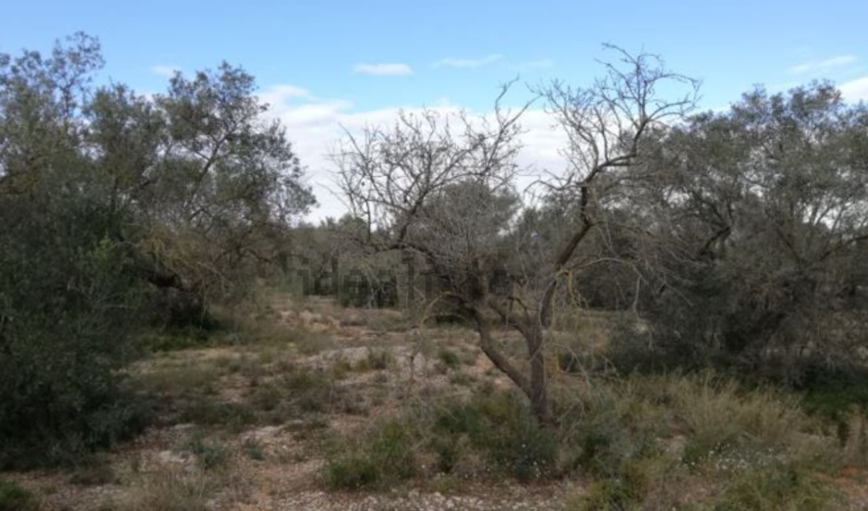 Se oferta finca rstica por 1000 de 970m en cheredad de olivos en partida mas roig polgono 9 parcela 93 San Rafael del Ro