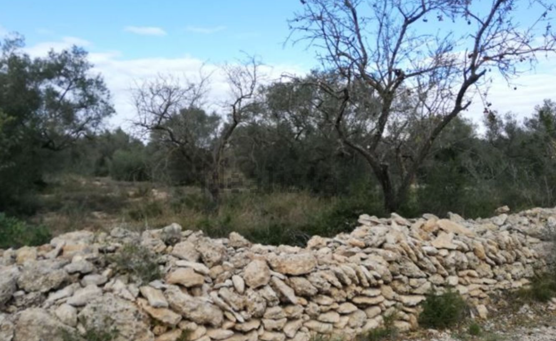 Se oferta finca rstica por 1000 de 970m en cheredad de olivos en partida mas roig polgono 9 parcela 93 San Rafael del Ro