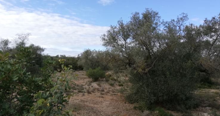 Se oferta finca rstica por 1000 de 970m en cheredad de olivos en partida mas roig polgono 9 parcela 93 San Rafael del Ro