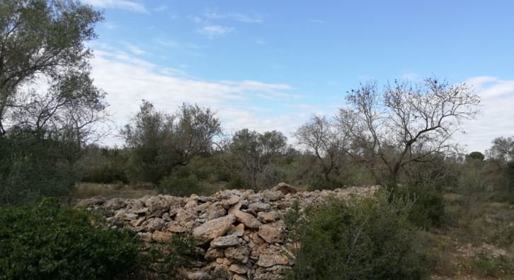 Se oferta finca rstica por 1000 de 970m en cheredad de olivos en partida mas roig polgono 9 parcela 93 San Rafael del Ro