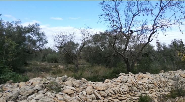 Se oferta finca rstica por 1000 de 970m en cheredad de olivos en partida mas roig polgono 9 parcela 93 San Rafael del Ro