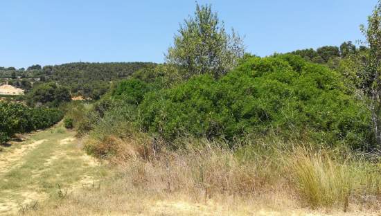 No Urbanizable Rstico en venta  en  Murtal Poligono 2 Parcela 782 Godelleta Valencia