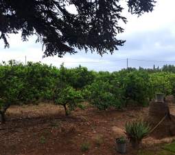 Terreno Rústico en venta en Vinaroz, Castellón