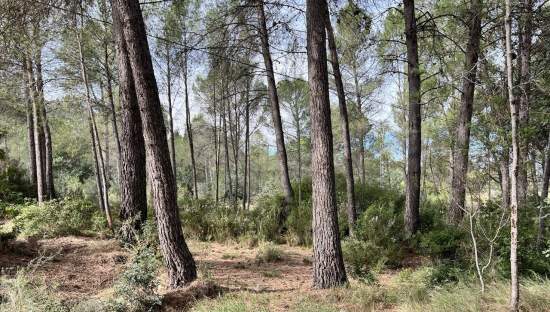 Compra finca rstica en calle ptda real pol 45 Bicorp por 1000 con 1394m