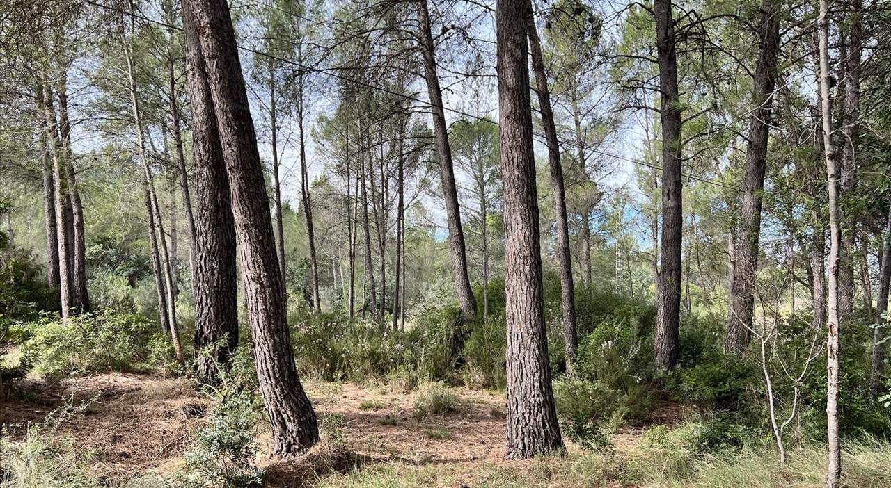 Compra finca rstica en calle ptda real pol 45 Bicorp por 1000 con 1394m