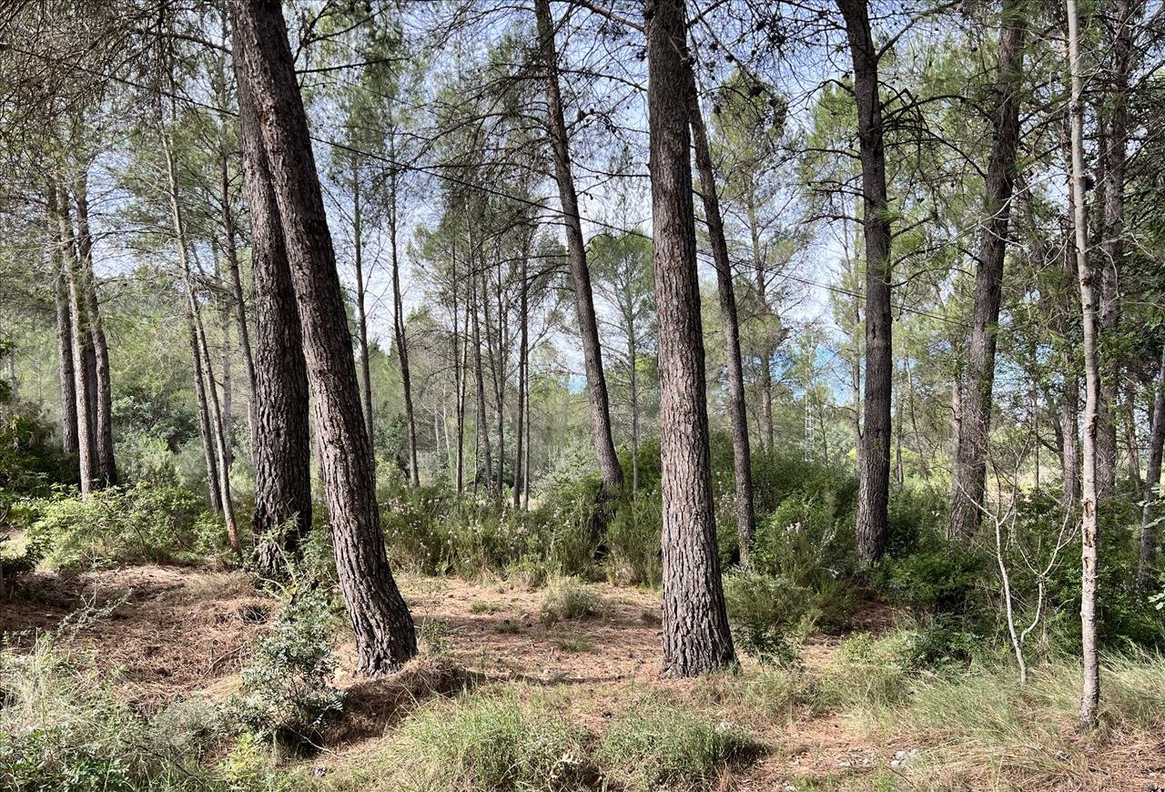 Compra finca rstica en calle ptda real pol 45 Bicorp por 1000 con 1394m