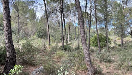 Compra finca rstica en calle ptda real pol 45 Bicorp por 1000 con 1394m
