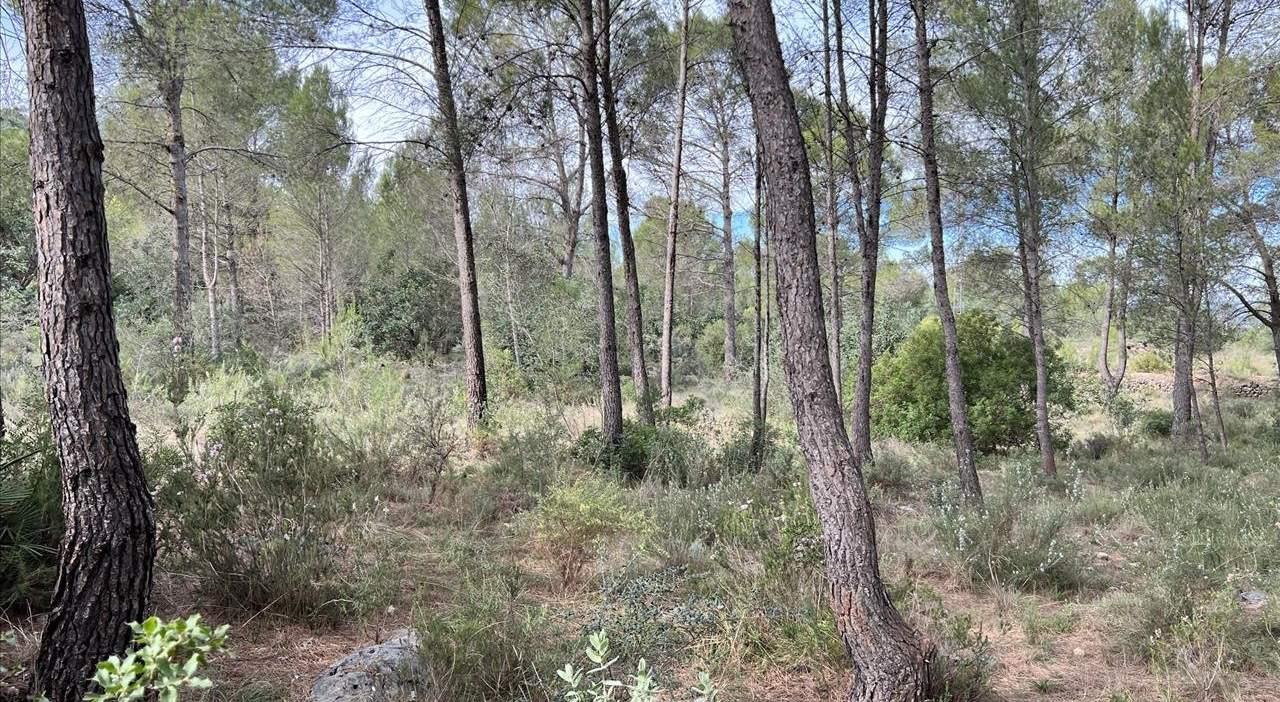 Compra finca rstica en calle ptda real pol 45 Bicorp por 1000 con 1394m