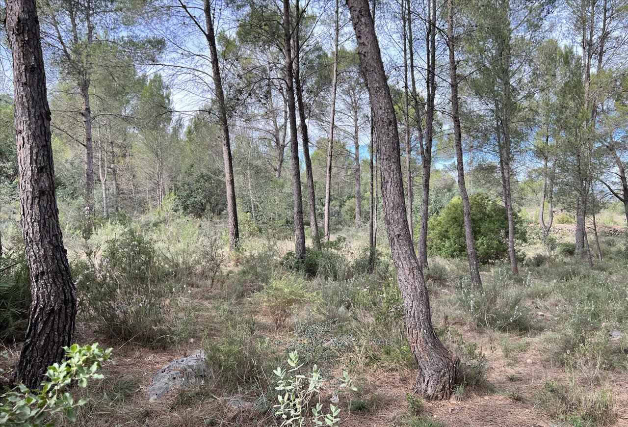 Compra finca rstica en calle ptda real pol 45 Bicorp por 1000 con 1394m
