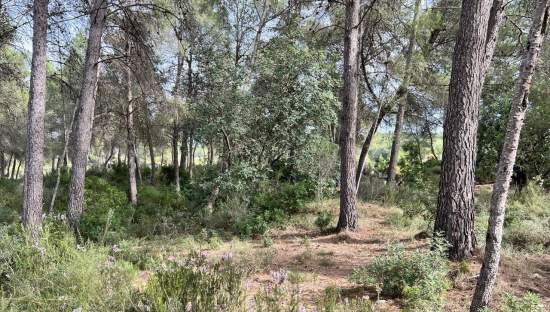 Compra finca rstica en calle ptda real pol 45 Bicorp por 1000 con 1394m