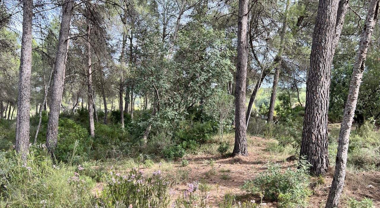 Compra finca rstica en calle ptda real pol 45 Bicorp por 1000 con 1394m